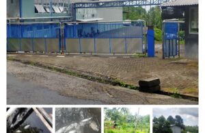 Limbah Produksi CV Segarindo Utama Airmadidi Diduga Penyebab Ribuan Ikan Nila Milik Warga Mati Mendadak