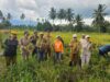 Panen Raya Tatelu Rondor Bukti Komitmen Pemkab Minut Jaga Ketahanan Pangan