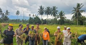 Panen Raya Tatelu Rondor Bukti Komitmen Pemkab Minut Jaga Ketahanan Pangan