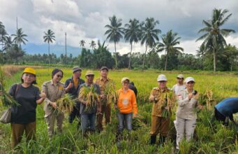 Panen Raya Tatelu Rondor Bukti Komitmen Pemkab Minut Jaga Ketahanan Pangan